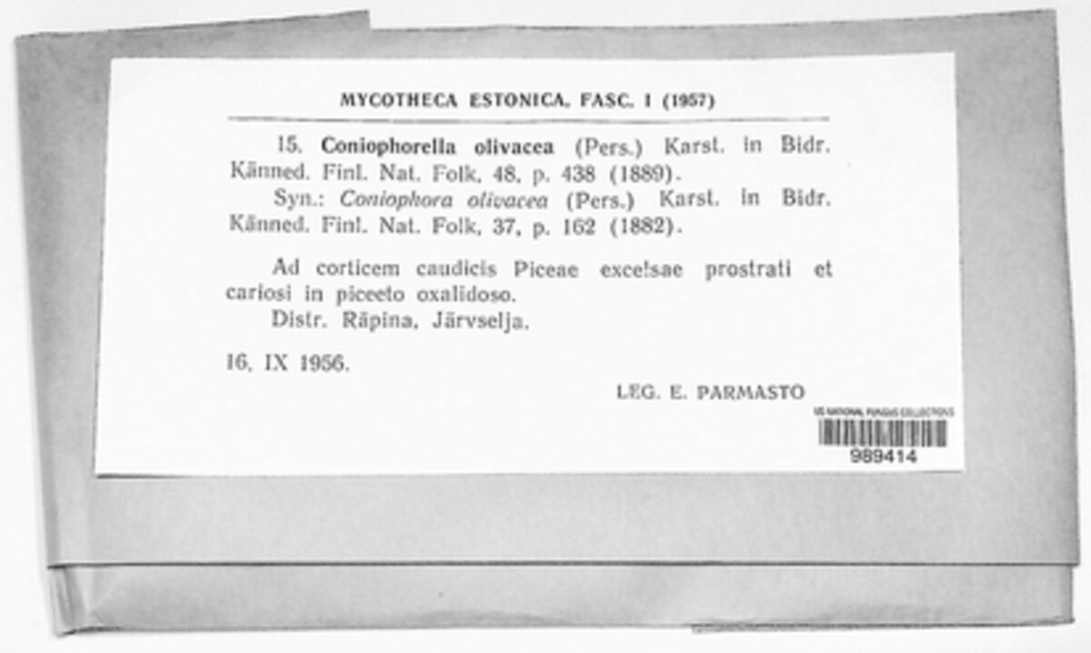 Coniophora olivacea image